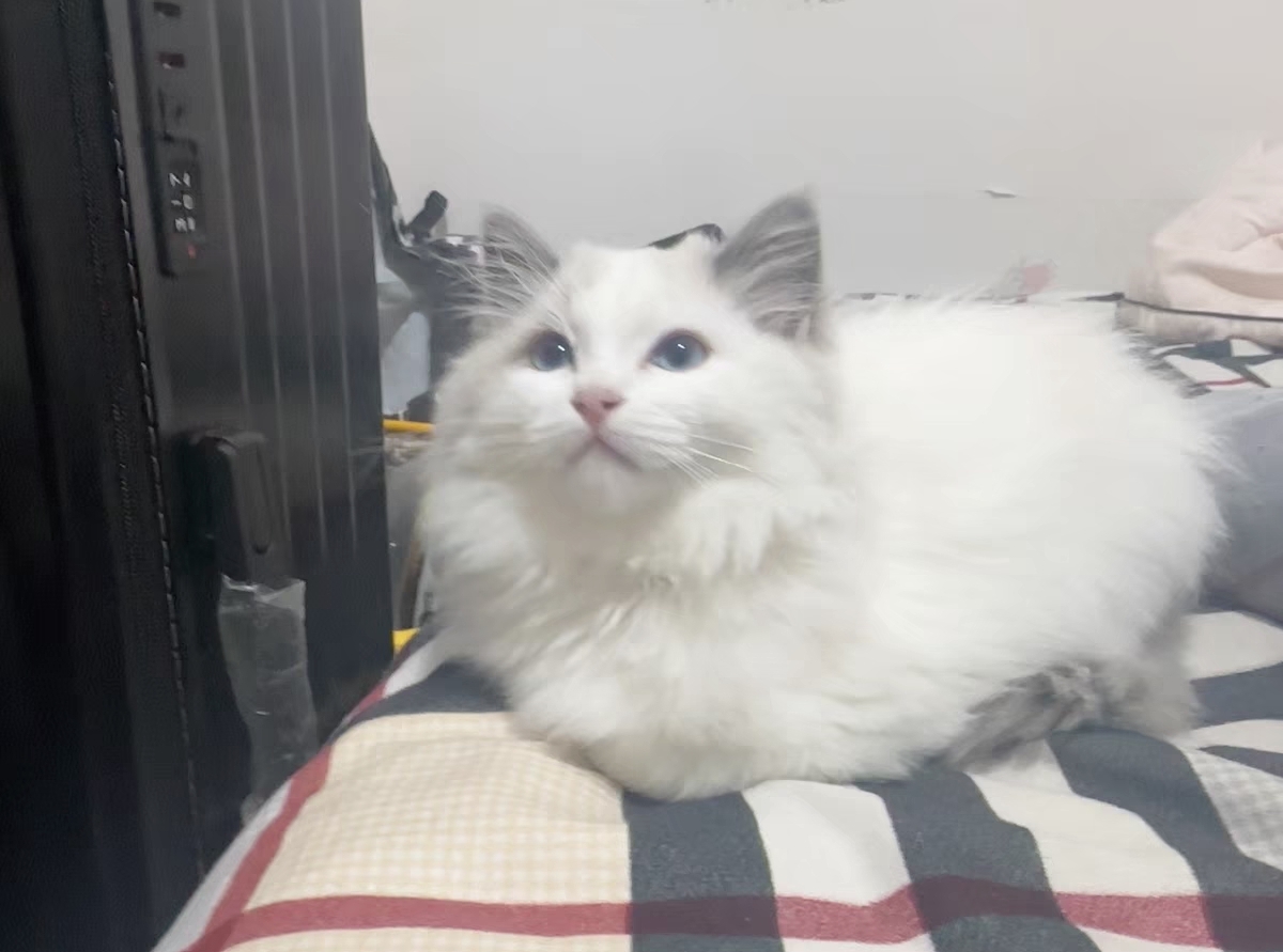 布偶猫妹妹 3个月 疫苗三针全部打完 性格好